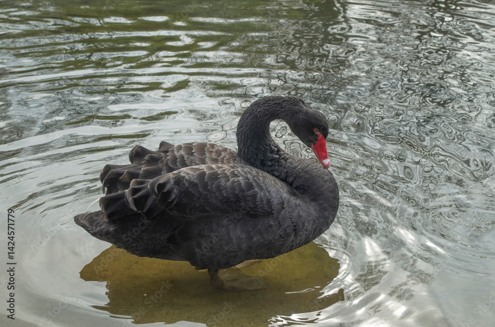 Fototapeta premium Black swan with red beak in the water of lake closeup