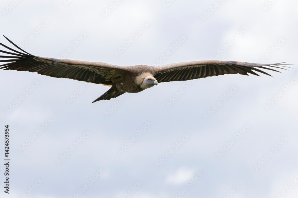 Obraz premium Close-up of griffon vulture (Gyps fulvus) flying with soft pale blue sky. Monfragüe National Park, Extremadura, Spain