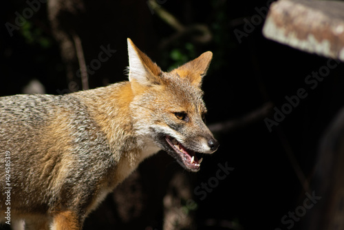 Fox mid-snarl with teeth exposed, standing alert in a dark forest setting. A powerful and intense moment showcasing the wild instinct of the animal.