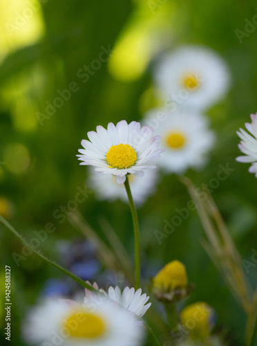 A shrub of blooming white common daisy in forest nature with its stem and stamen of nature.