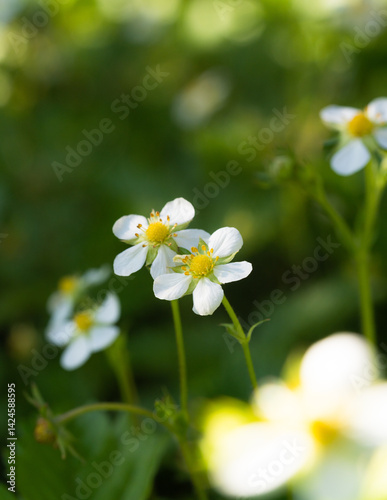 A blooming white flower of wild strawberry or forest strawberry with greenery nature blurry background