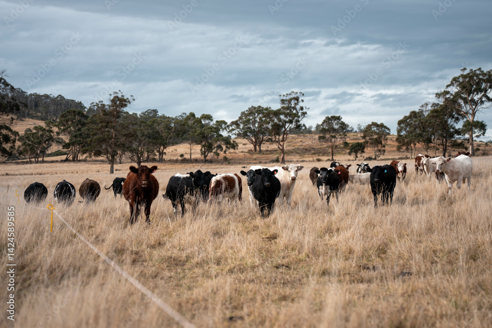 beautiful cattle in Australia eating grass, grazing on pasture. Herd of cows free range beef being regenerative raised on an agricultural farm. Sustainable farming