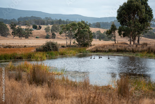 Obraz na płótnie Water dam on a farm in a field surrounded by trees and green grass in australia w salonie