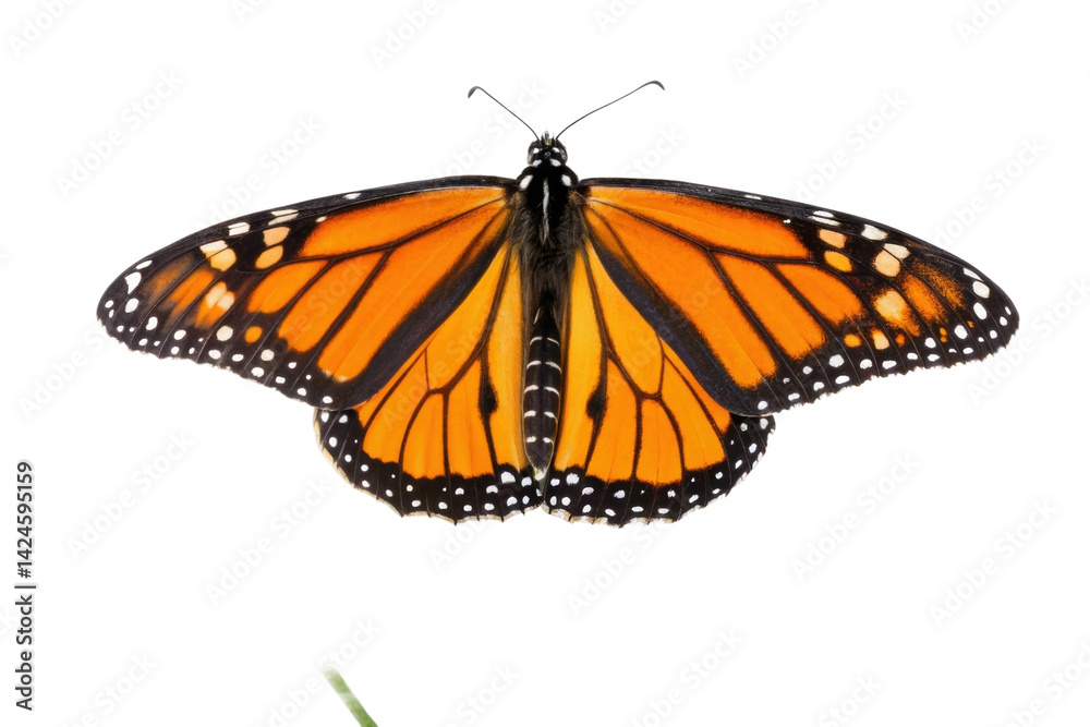 Fototapeta premium Monarch butterfly perched with vibrant orange and black wings showcasing intricate patterns for nature lovers and educators