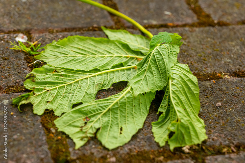 Wallpaper Mural Freshly fallen green leaves resting on a cobblestone path in a serene park during a quiet afternoon Torontodigital.ca