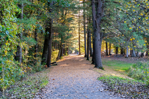 path in autumn forest sunset