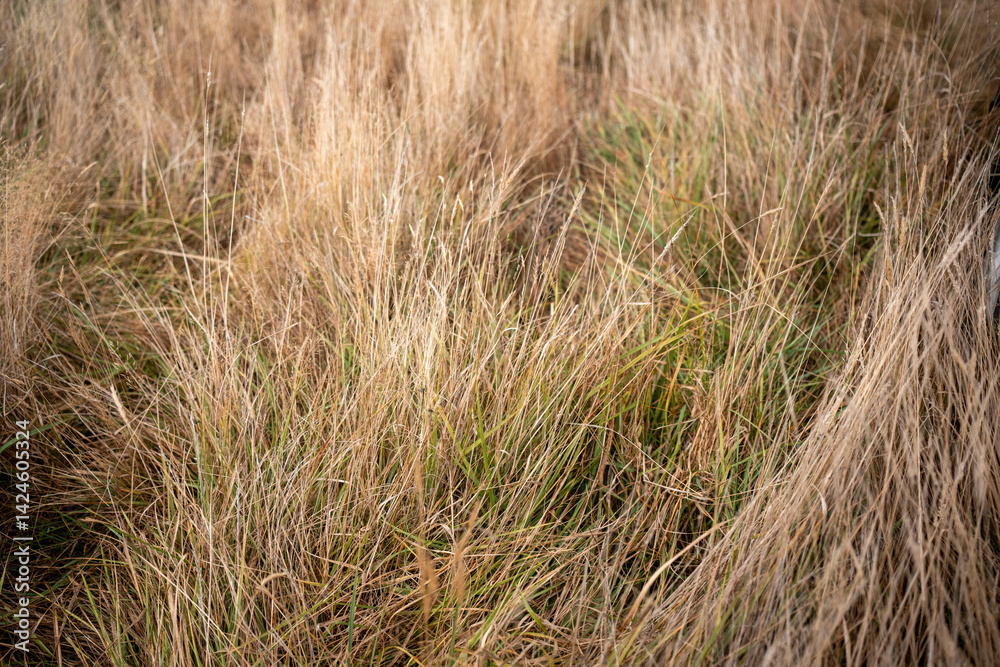 pasture and grasses growing on a regenerative agricultural farm. native plants storaging carbon in australia