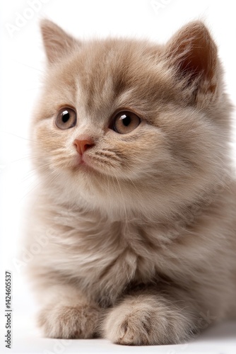 Adorable Fluffy Kitten: A Gentle, Soft Portrait