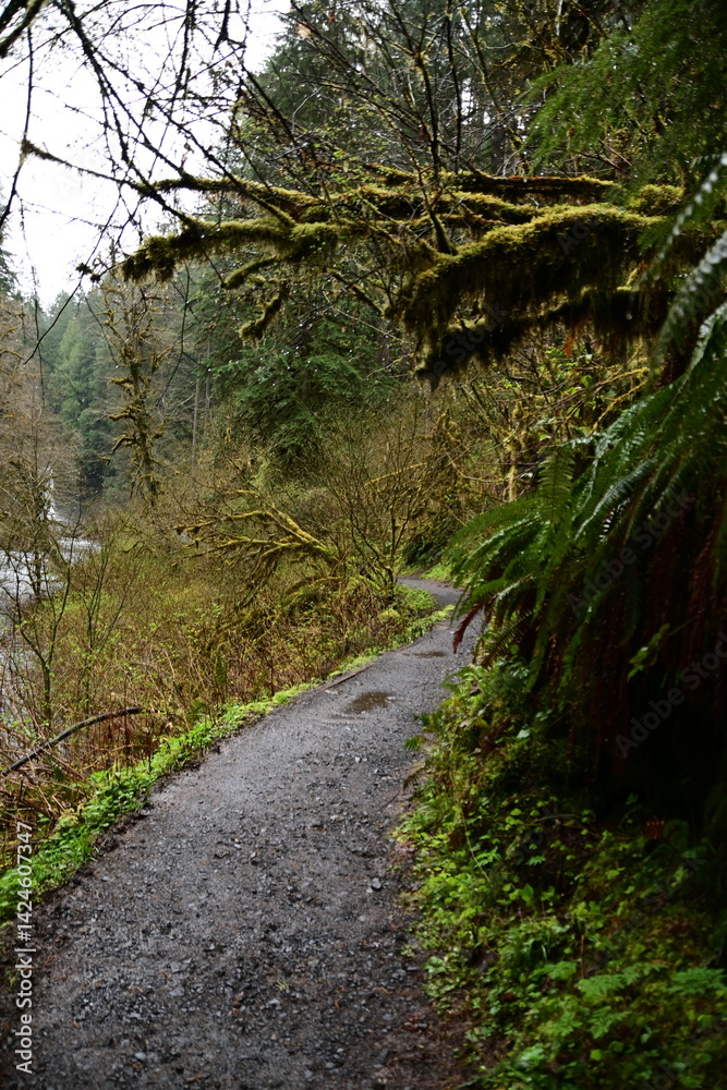 Obraz premium Upper north Falls and Silver creek river at Silver Falls state park, Oregon