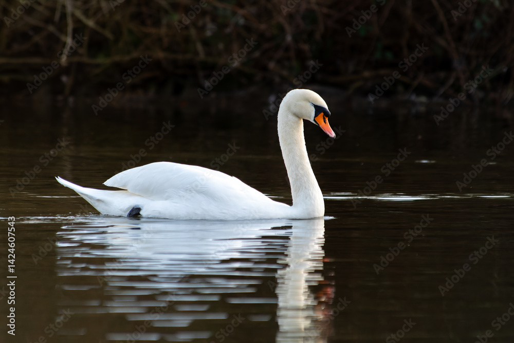 Cygne tuberculé Cygnus olor nageant sur l’eau, grand oiseau blanc élégant en milieu naturel, faune sauvage Cygne tuberculé Cygnus olor nageant sur l’eau, grand oiseau blanc élégant en milieu naturel, faune sauvage
