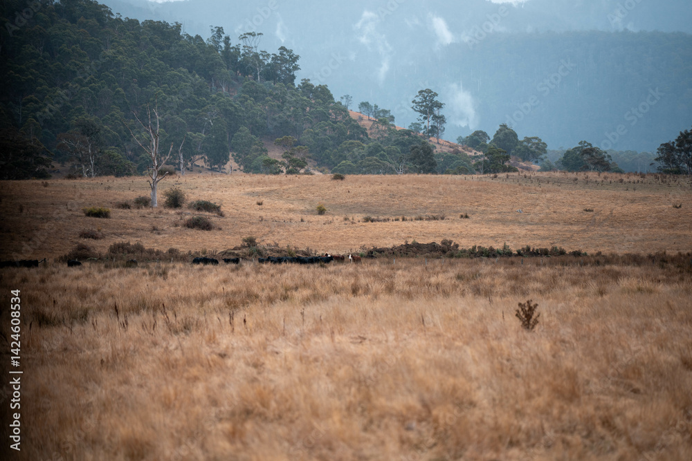 farming cows in a field on a farm eating grass in a beautiful country landscape