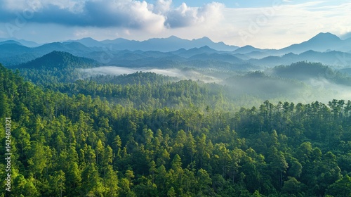 Lush mountain forest landscape with morning mist and layered hills