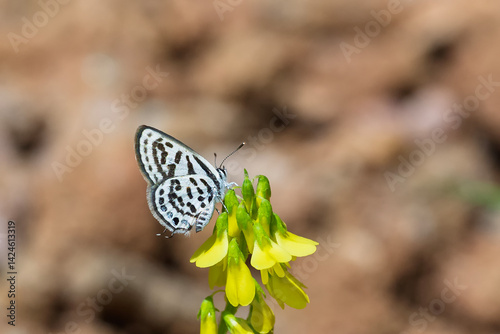 Lycaenidae / Balkan Kaplanı / Little Tiger Blue / Tarucus balkanicus photo