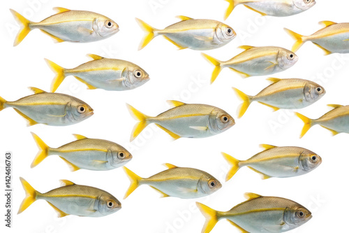 Group of yellowtail fish swimming together in a dynamic arrangement under calm water conditions