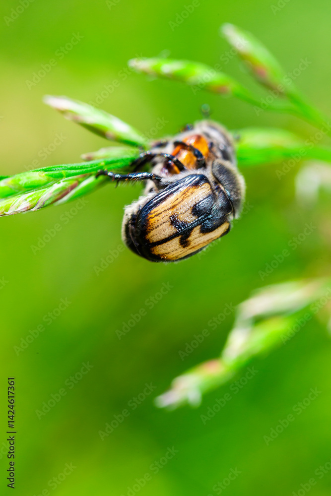 brown beetles on a blade of grass