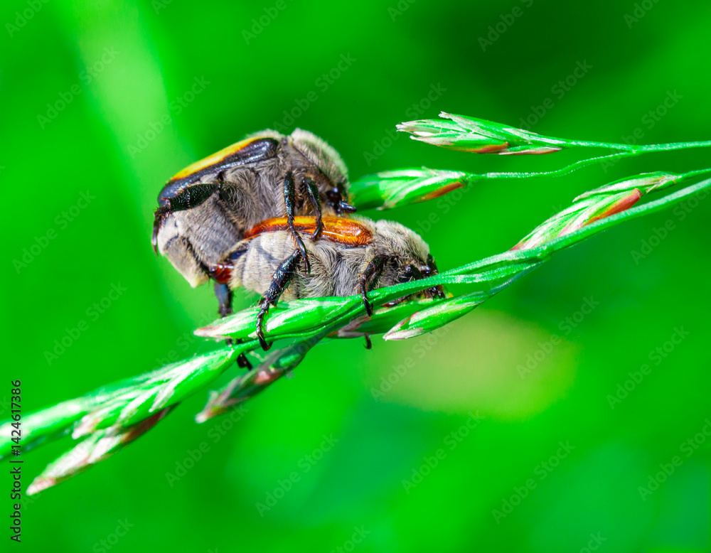 brown beetles on a blade of grass