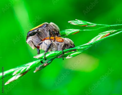 Obraz na płótnie brown beetles on a blade of grass w salonie