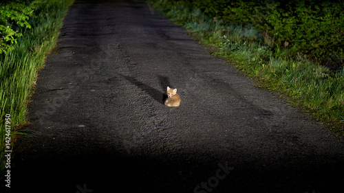  Forest Fawn Awakened by Car Headlights Keywords: car headlight, fox puppy, forest, road, sleeping, awake, middle of road, car, nighttime, wilderness, woodland, wildlife, puppy, awaken, headlights,