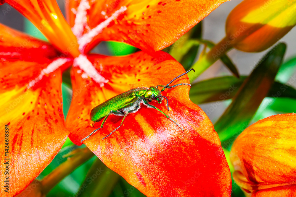 green beetle on a flower