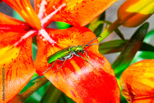 Obraz na płótnie green beetle on a flower w salonie
