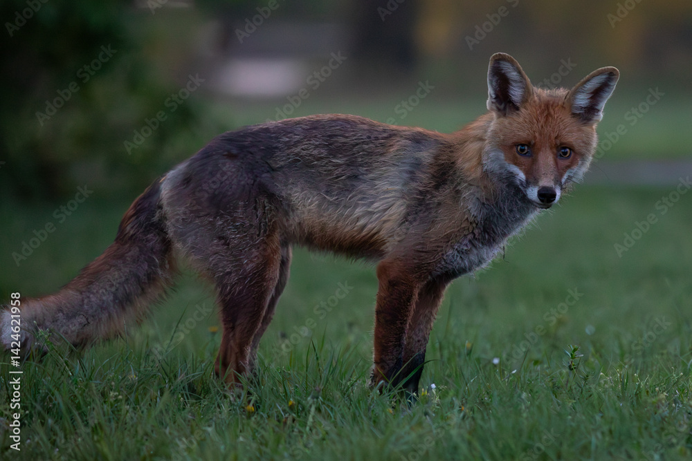 Fototapeta premium Rotfuchs