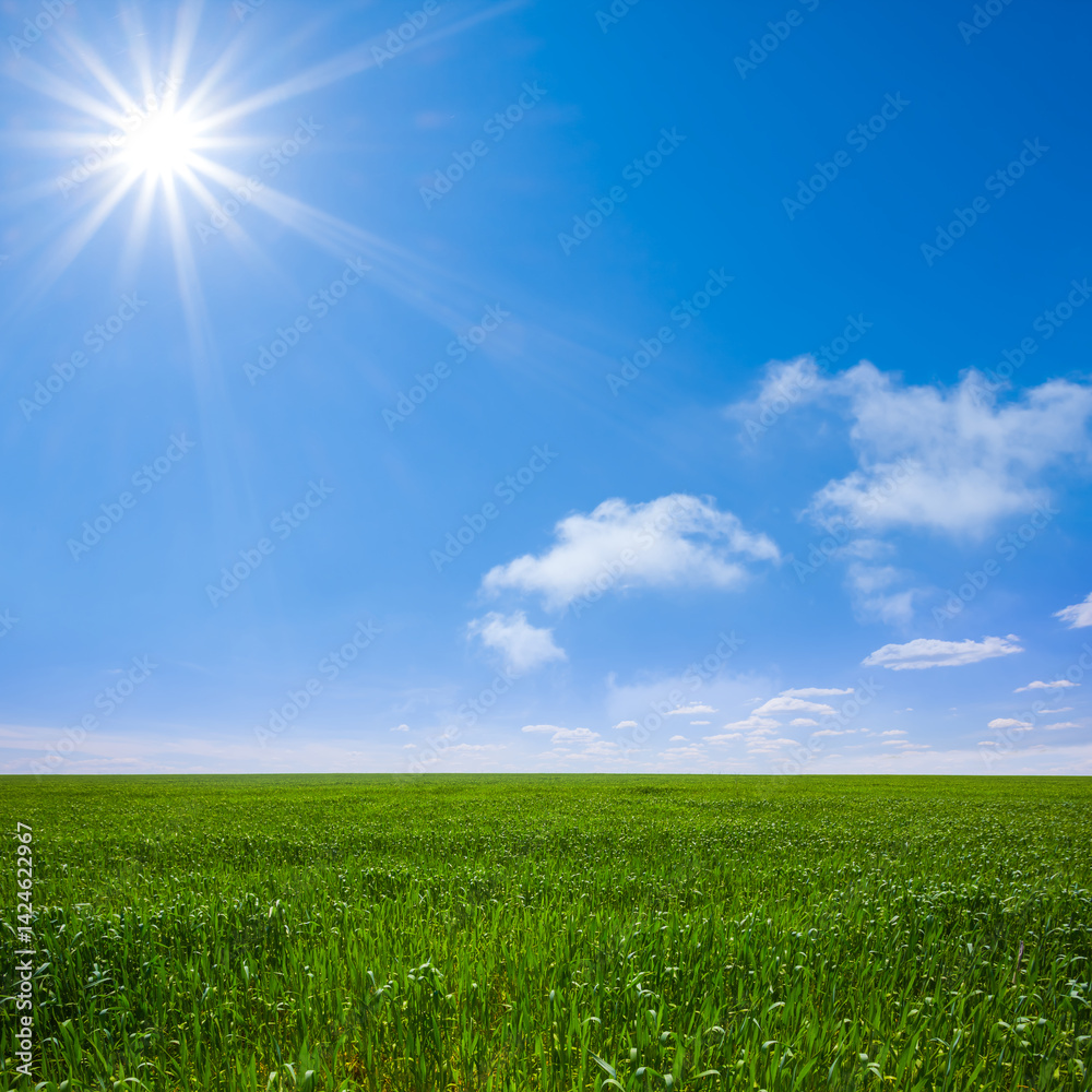 Obraz premium wide spring green rural field under a sparkle sun, seasonal agricultural scene