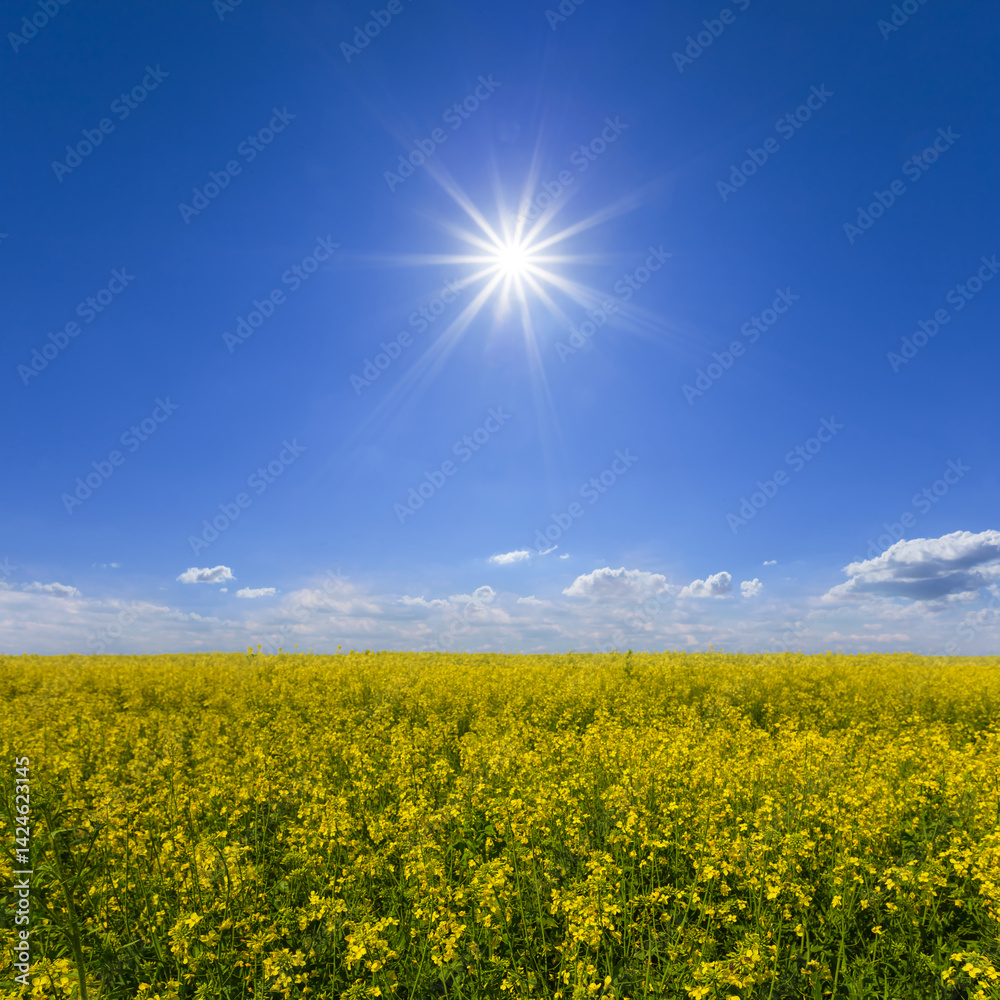 Obraz premium spring yellow rape field at the sunny day, seasonal agricultural scene