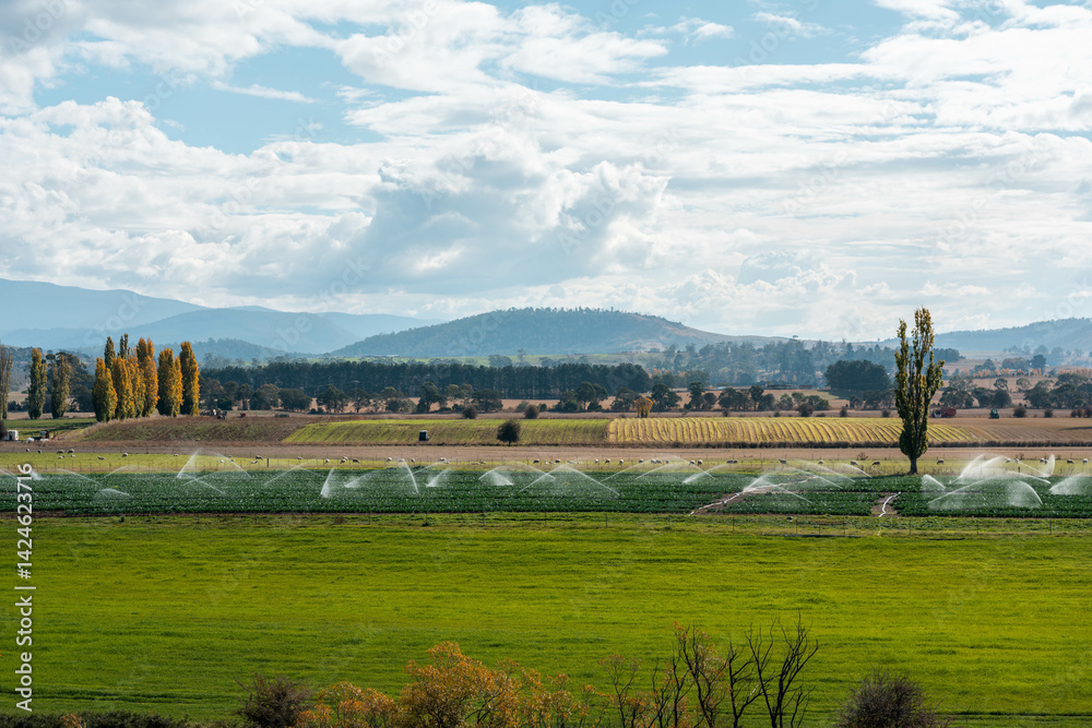 farm growing vegetables in a field irrigation with water from a river. sprinklers watering and producing food on a farm in australia