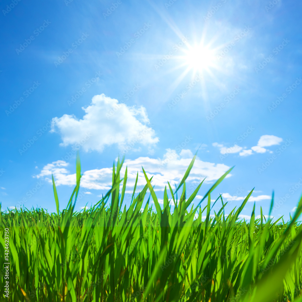Obraz premium closeup green sprouts among rural field at the spring sunny day
