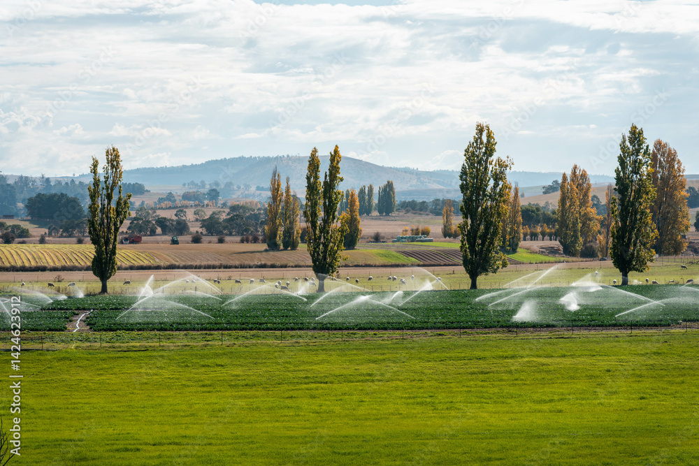 farm growing vegetables in a field irrigation with water from a river. sprinklers watering and producing food on a farm in australia