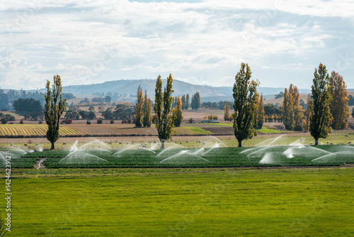 Obraz na płótnie farm growing vegetables in a field irrigation with water from a river. sprinklers watering and producing food on a farm in australia w salonie