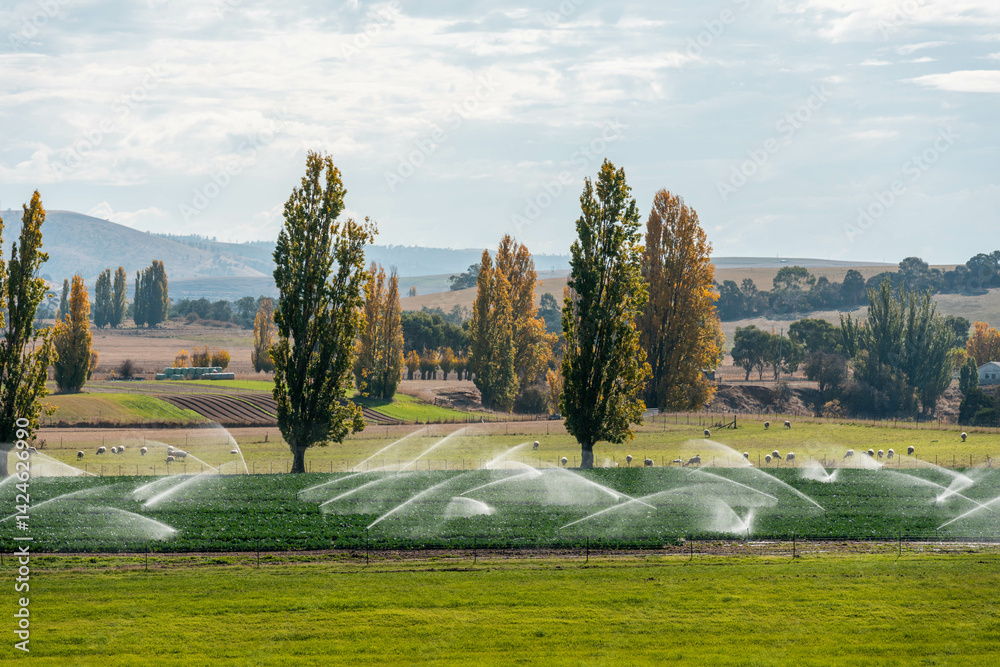 farm growing vegetables in a field irrigation with water from a river. sprinklers watering and producing food on a farm in australia