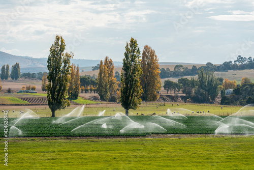 Obraz na płótnie farm growing vegetables in a field irrigation with water from a river. sprinklers watering and producing food on a farm in australia w salonie