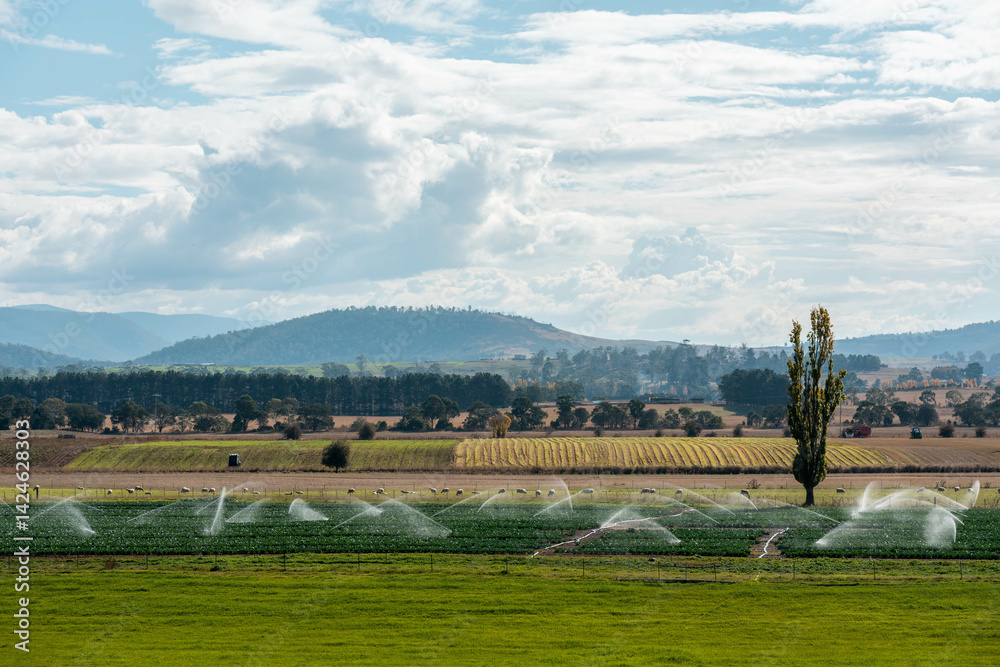 farm growing vegetables in a field irrigation with water from a river. sprinklers watering and producing food on a farm in australia