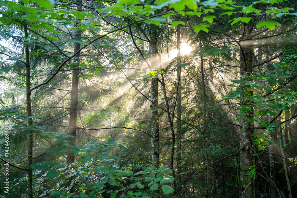 Fototapeta premium Forest trees with morning sunshine 