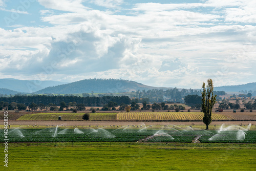 farm growing vegetables in a field irrigation with water from a river. sprinklers watering and producing food on a farm in australia