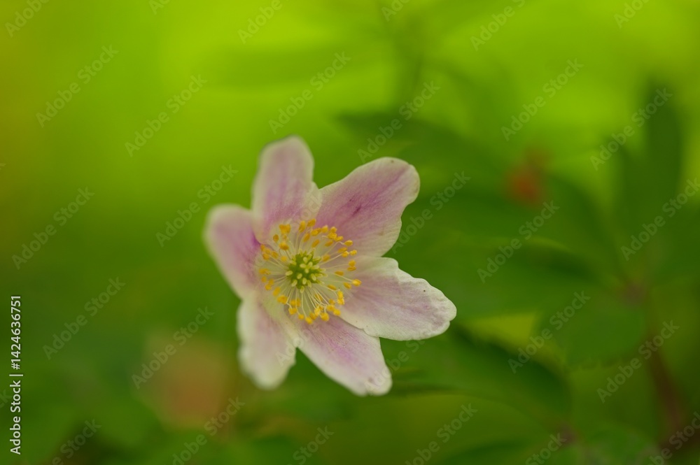 wood anemone flower in spring wood anemone flower in spring