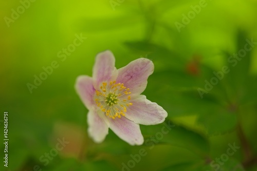 wood anemone flower in spring