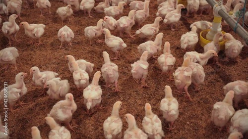 Chicks for breeding and fattening walking in a poultry farm.