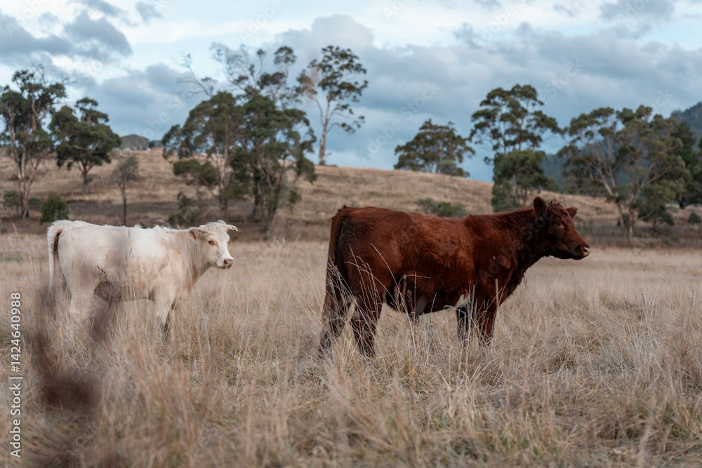 beautiful cattle in Australia eating grass, grazing on pasture. Herd of cows free range beef being regenerative raised on an agricultural farm. Sustainable farming beautiful cattle in Australia eating grass, grazing on pasture. Herd of cows free range beef being regenerative raised on an agricultural farm. Sustainable farming