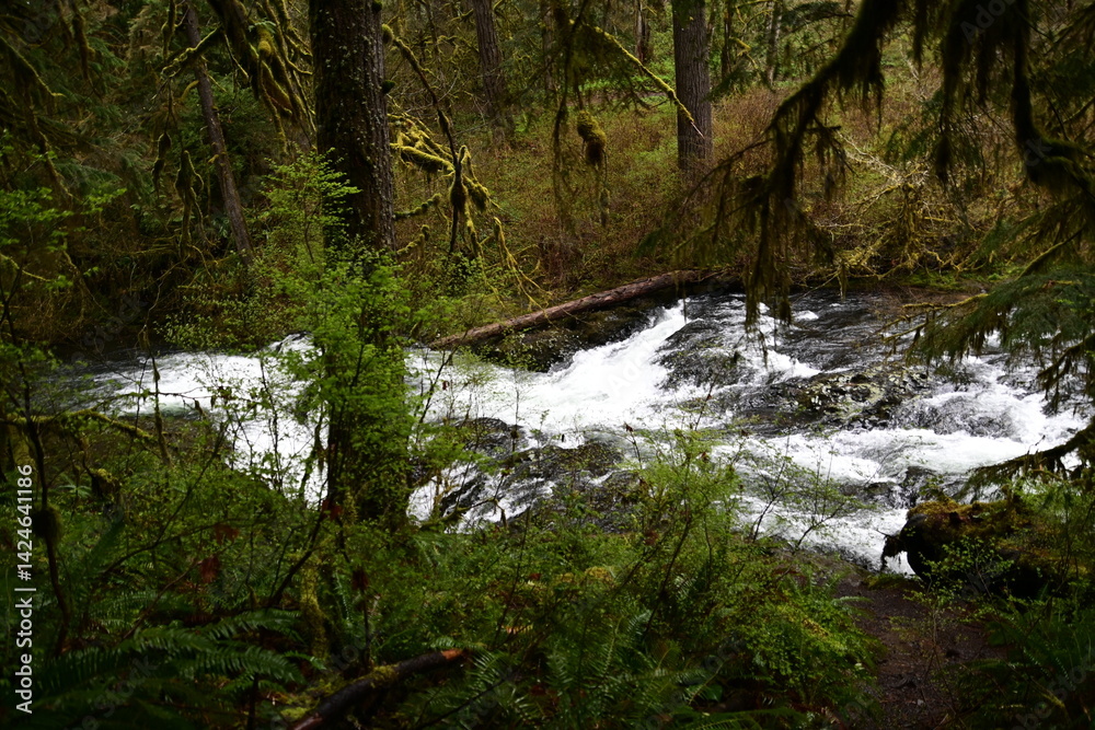 Obraz premium Upper north falls , silver falls state park , Oregon