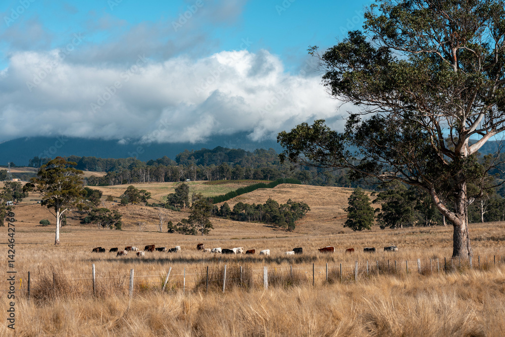 beautiful cattle in Australia eating grass, grazing on pasture. Herd of cows free range beef being regenerative raised on an agricultural farm. Sustainable farming