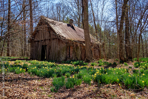Abandoned house in the forest with daffodils