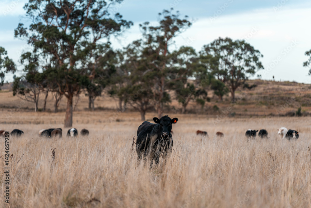 native grassland with Cows eating long pasture in Australia. in summer