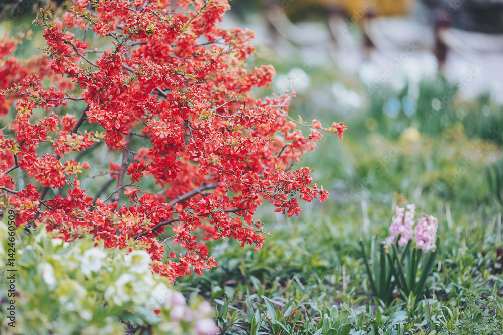 Vibrant blossoms of red flowers contrast against a tranquil garden landscape filled with colorful blooms under gentle sunlight in early spring