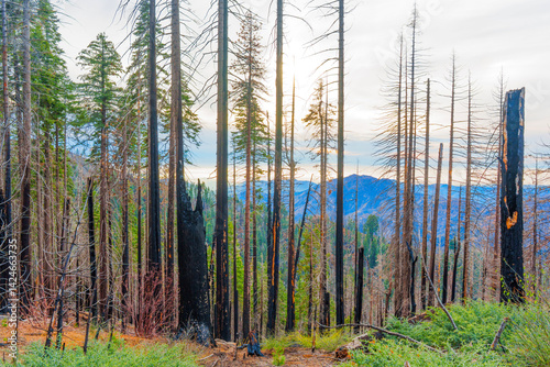 Photos Sequoia National Park Fire-Damaged Tree Trunks at Dusk