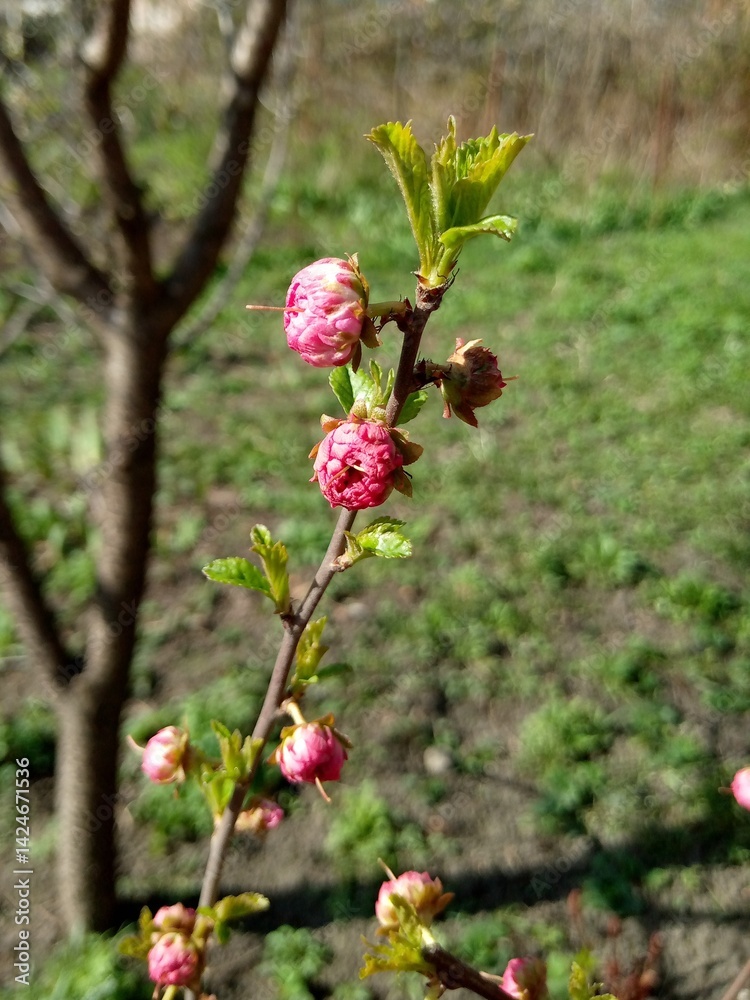 Blossom branch on blurred background Blossom branch on blurred background