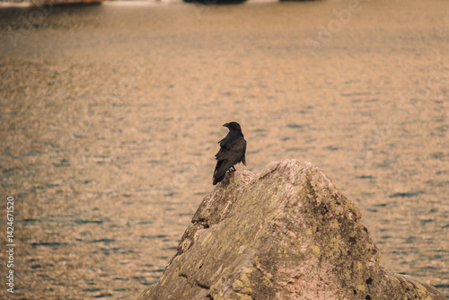 Crow