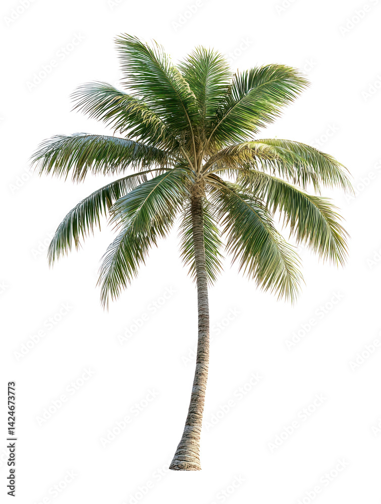 Obraz premium PNG Real palm tree plant arecaceae tropical.