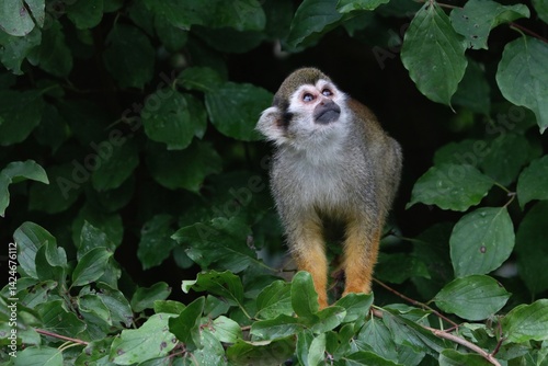 Common squirrel monkey	